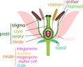 Parts of flower with titles. Cross section of typical angiosperm flower at time of double fertilization