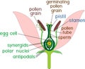 Parts of flower with titles. Cross section of typical angiosperm flower at time of double fertilization Royalty Free Stock Photo