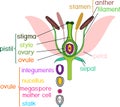 Parts of flower with titles. Cross section of typical angiosperm flower at time of double fertilization