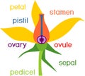 Parts of flower. Morphology of tomato plant flower with titles