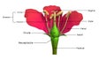 Parts of a flower