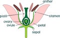 Parts of flower with titles. Cross section of typical angiosperm flower Royalty Free Stock Photo