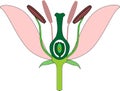 Parts of flower on white background