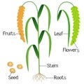 Parts of foxtail millet plant on a white background.