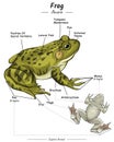 Parts of frog or exertnal anatomy of frog