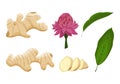 Parts of ginger: root, leaves, flower. Set of plants in vector. Pieces of ginger