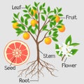 Parts of a grapefruit tree on gray background.