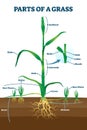 Parts of grass with educational labeled structure anatomy vector illustration