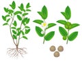 Parts of green tea camellia sinensis plant on a white background.