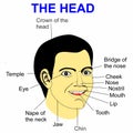 A well labeled vector illustration of a man's head and face