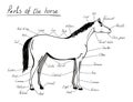 Parts of horse. Equine anatomy.