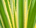 Parts of a huge agave, yellow and green color with large spiky leaves