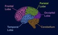 : Parts of human brain Lobes anatomy with gears Royalty Free Stock Photo