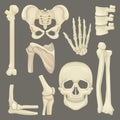 Parts of human skeleton. Skull, pelvic girdle, hand, humerus, lumbar spine, shoulder blade, knee joint. Flat vector for