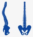 Parts of the human skeleton spine and pelvis