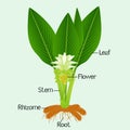 Parts of a long turmeric plant on a green background.