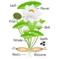 Parts of lotus plant on a white background.