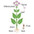 Parts of medical valerian plant on a white background.