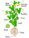 Parts of melothria scabra aka cucamelon or mouse melon plant on a white background.