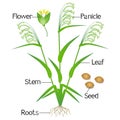 Parts of a millet plant on a white background.