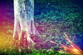 Parts of an old tree with colourful lighting effects photo