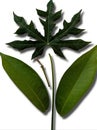 Parts of papaya leaves and srikaya leaves