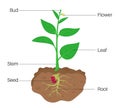 Parts of Plant Diagram Royalty Free Stock Photo