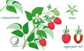 Parts of plant. Morphology of raspberry branch with red berries, green leaves, flowers and titles Royalty Free Stock Photo