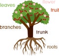 Parts of plant. Morphology of cherry tree with root system, flowers, fruits and titles