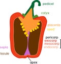 Parts of plant. Morphology and anatomy of pepper ripe red fruit. Pepper fruit structure in section