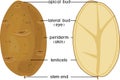 Parts of plant. Morphology and anatomy of potato tuber. Structure in section Royalty Free Stock Photo