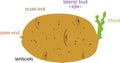 Parts of plant. Morphology and anatomy of sprouted potato tuber Royalty Free Stock Photo