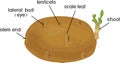 Parts of plant. Morphology and anatomy of sprouted potato tuber Royalty Free Stock Photo