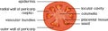 Parts of plant. Morphology and anatomy of tomato ripe red fruit. Tomato fruit structure in section