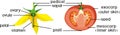 Parts of plant. Morphology and anatomy of tomato ripe red fruit and yellow flower. Tomato fruit structure in section