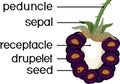 Parts of plant. Morphology of blackberry aggregate fruit in section