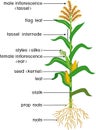 Parts of plant. Morphology of corn maize plant with green leaves, root system, fruits and flowers isolated on white background