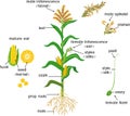 Parts of plant. Morphology of corn maize plant with green leaves, root system, fruits and flowers isolated on white background