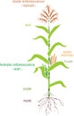 Parts of plant. Morphology of corn maize plant with green leaves, root system, fruits and flowers isolated on white background