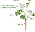 Parts of plant. Morphology of flowering carrot plant with green leaves, stem, taproot and titles Royalty Free Stock Photo