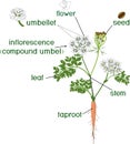 Parts of plant. Morphology of flowering carrot plant with green leaves, stem, taproot and titles