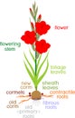 Parts of plant. Morphology of flowering gladiolus plant with green leaves, corm, roots and titles Royalty Free Stock Photo