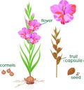 Parts of plant. Morphology of flowering gladiolus plant with green leaves, corm, roots and titles