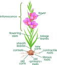 Parts of plant. Morphology of flowering gladiolus plant with green leaves, corm, roots and titles