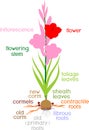 Parts of plant. Morphology of flowering gladiolus plant with green leaves, corm, roots and titles