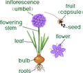 Parts of plant. Morphology of flowering onion plant with green leaves, bulb, roots and titles Royalty Free Stock Photo