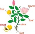 Parts of plant. Morphology of flowering plant with root system, flowers, fruit and titles