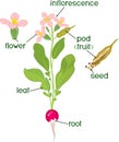 Parts of plant. Morphology of flowering radish plant with seeds, pod and titles