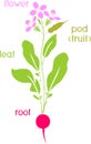 Parts of plant. Morphology of flowering radish plant with title