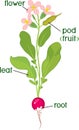 Parts of plant. Morphology of flowering radish plant with title